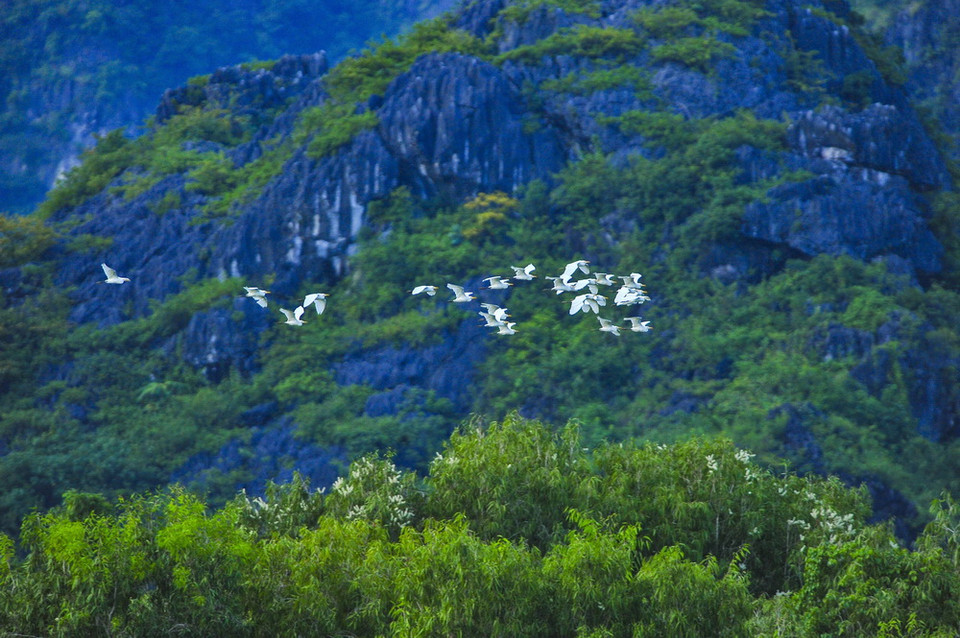 Nhiều loài chim nước sinh sống tại khu bảo tồn thiên nhiên Vân Long. (Ảnh: Minh Đức/TTXVN)