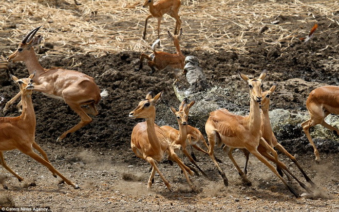 Khi thấy những con linh dương lại gần, đàn cá sấu lao tới tấn công. (Nguồn: Caters News Agency)