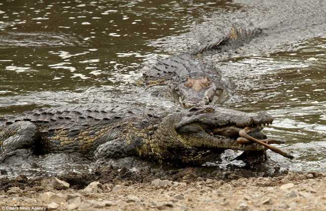 Một con linh dương xấu số nằm trong miệng của chú cá sấu. (Nguồn: Caters News Agency)