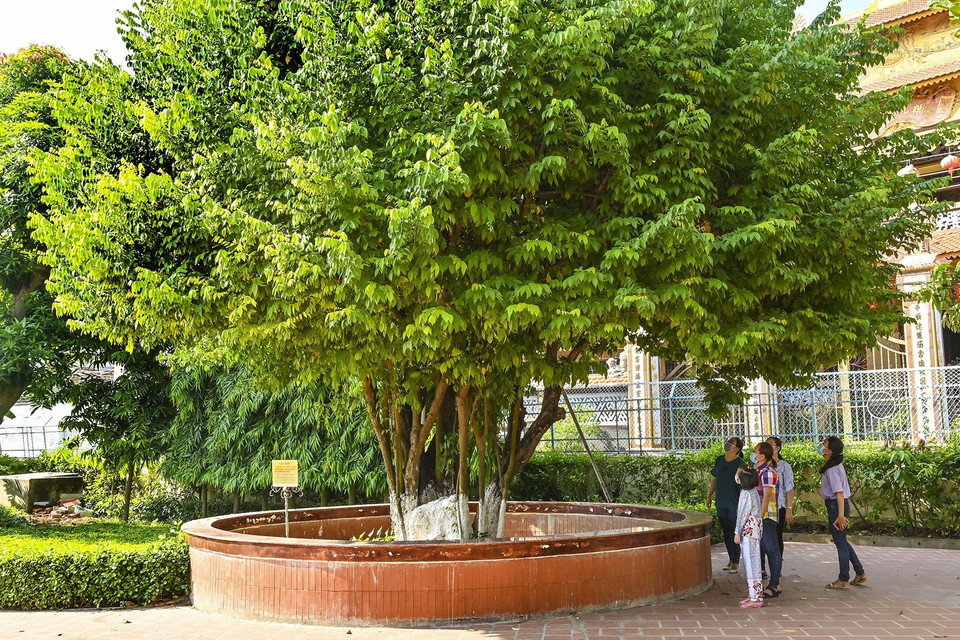 Cây khế thầy giáo Nguyễn Tất Thành từng chăm sóc sau những giờ dạy học. (Ảnh: Hồng Hiếu/TTXVN)