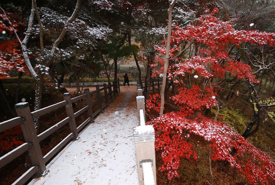 Tuyết rơi sớm hơn 30 ngày so với năm ngoái và sớm hơn 10 ngày so với mức trung bình của những ngày tuyết rơi đầu tiên ở thủ đô trong giai đoạn 1991-2020, tức vào khoảng ngày 20/11. (Nguồn: Yonhap)