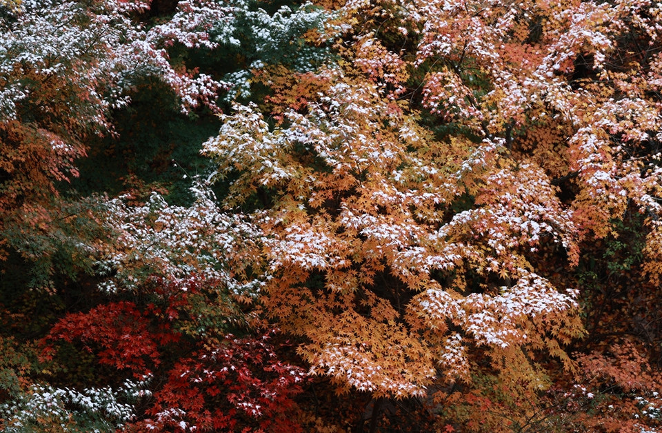 Tuyết phủ trên lá phong trên núi Bugak. (Nguồn: Yonhap)