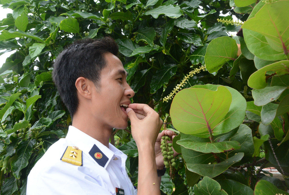 Quả tra được xem như món ăn chơi, được chiến sỹ mang đãi khách bởi nó mang dư vị của biển. (Ảnh: Võ Văn Dũng/TTXVN)