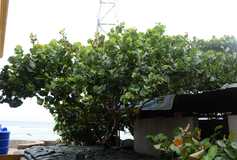 Cây tra có tán rộng, thân cây sù sì, lá dày nhỏ bằng nữa lá bàng. (Ảnh: Văn Dũng/TTXVN)