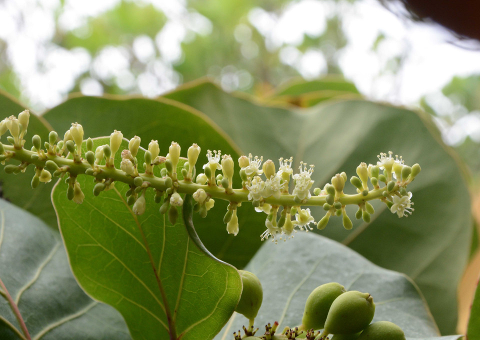 Hoa tra trắng tinh khôi bung mình kết trái. (Ảnh: Văn Dũng/TTXVN)