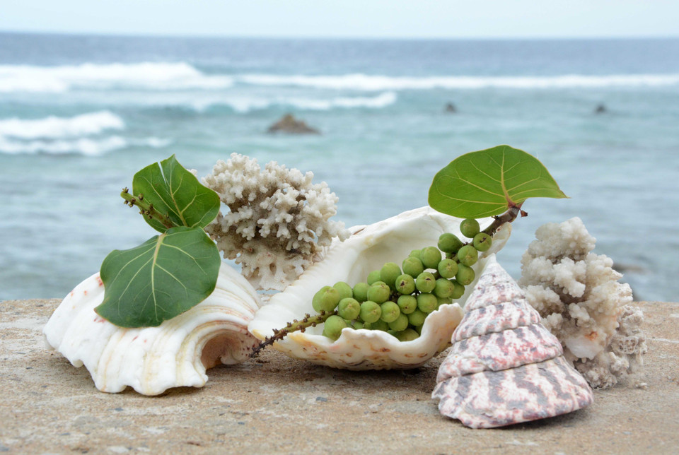 Quả tra được xem như món ăn chơi, được chiến sỹ mang đãi khách bởi nó mang dư vị của biển. (Ảnh: Võ Văn Dũng/TTXVN)