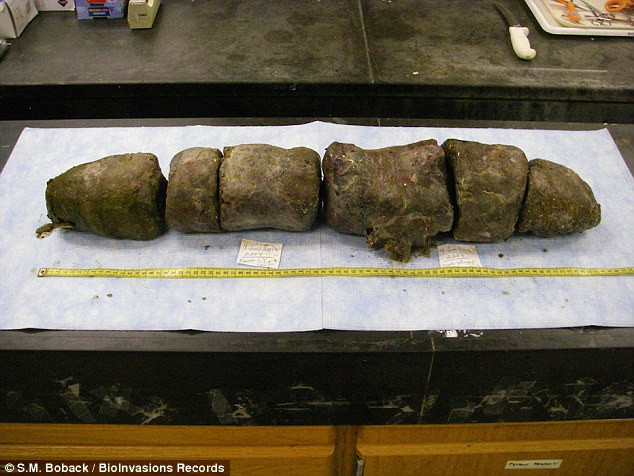 Lượng phân trong ruột con trăn nặng tới 6,5 kg, chiếm 13% trọng lượng cơ thể. (Nguồn: Daily Mail)