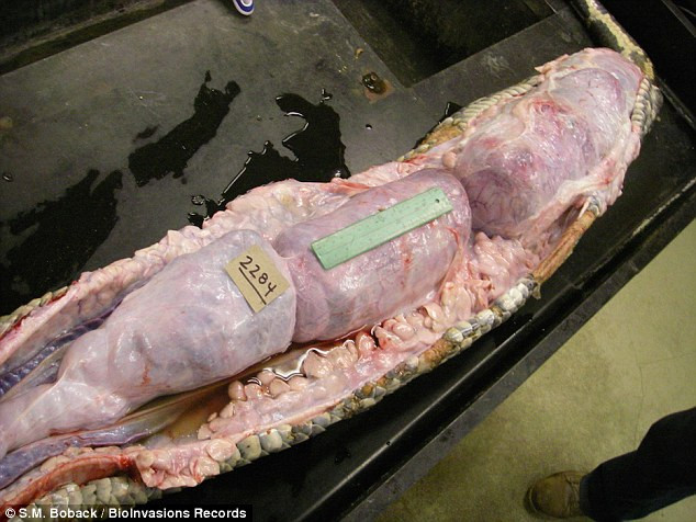 Trăn Miến Điện là một loài trăn lớn sinh sống ở nam Á. Chúng sử dụng những cơ bắp chắc khỏe để quấn quanh con mồi, làm tắc mạch máu của nạn nhân cho đến khi hệ tuần hoàn ngừng hoạt động. (Nguồn: Daily Mail)