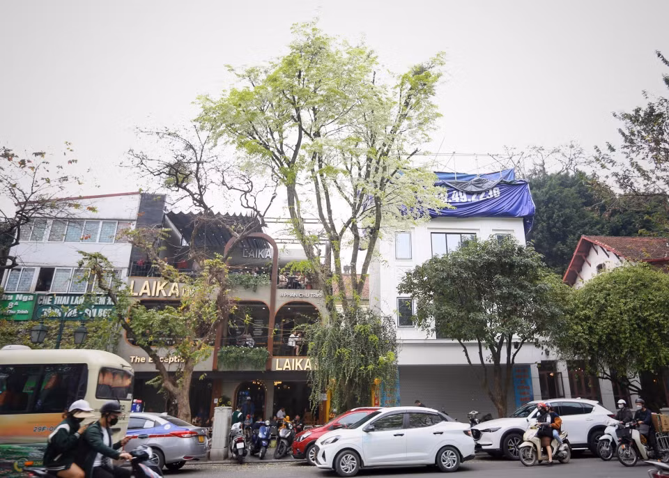 Cây sưa nở hoa trắng trên phố Phan Chu Trinh, quận Hoàn Kiếm. (Ảnh: Tuấn Đức/TTXVN)