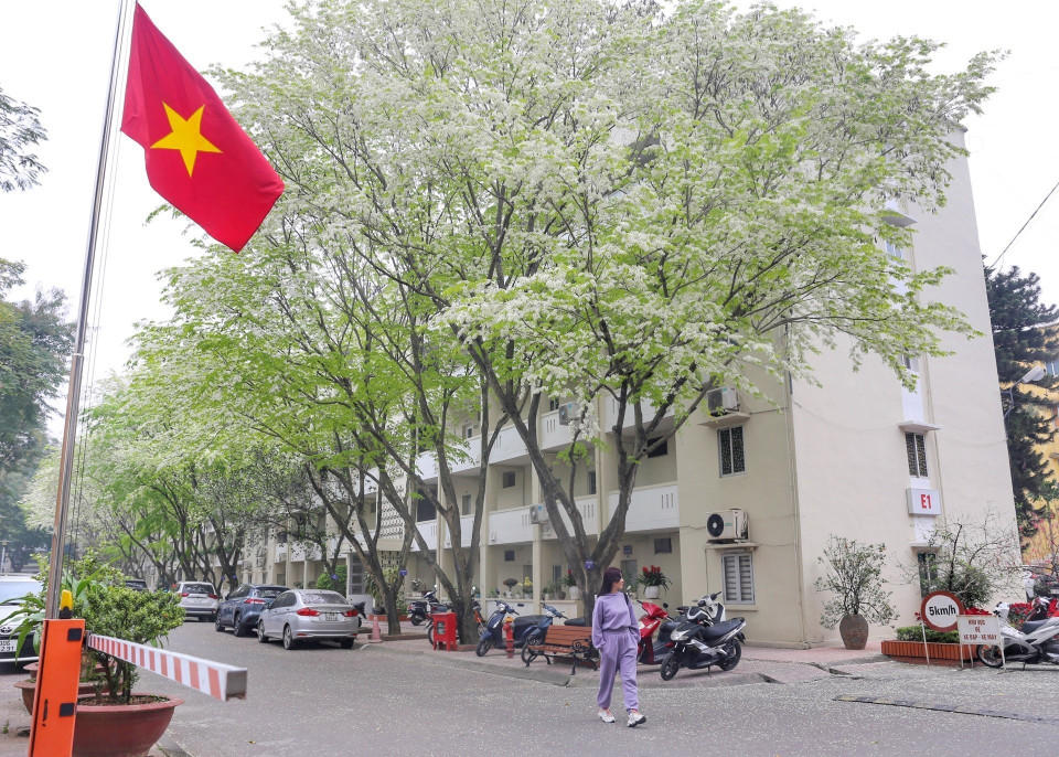 Hoa sưa nở trắng muốt trên phố Hồ Đắc Di. (Ảnh: Tuấn Đức/TTXVN)