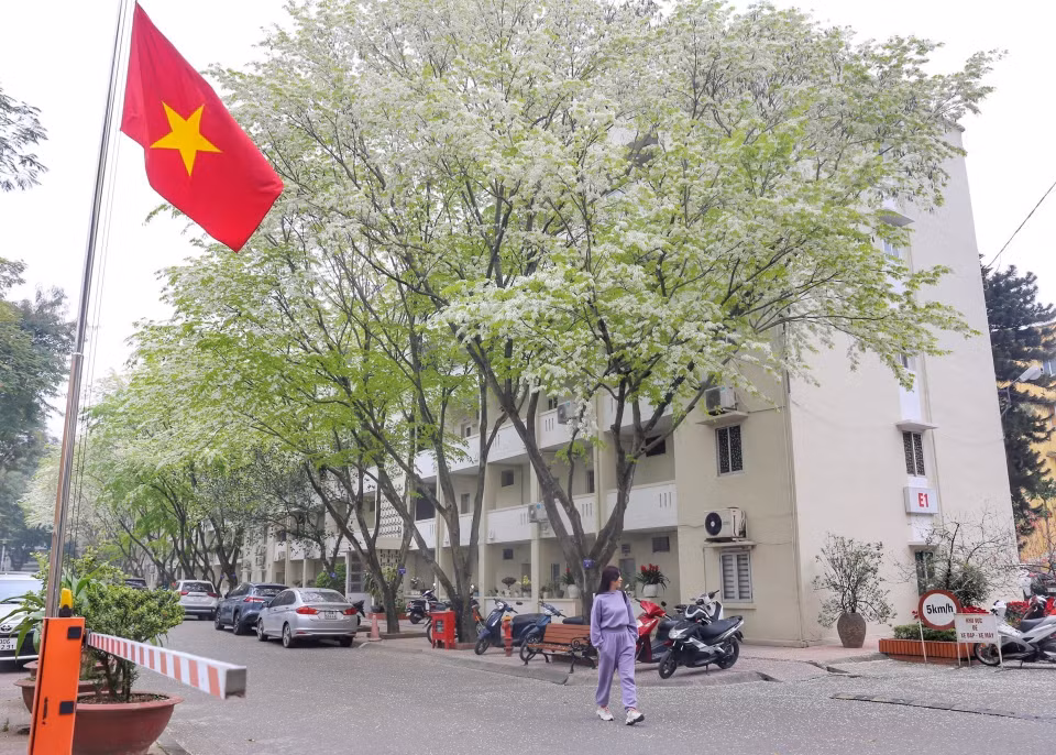 Hoa sưa nở trắng muốt trên phố Hồ Đắc Di. (Ảnh: Tuấn Đức/TTXVN)