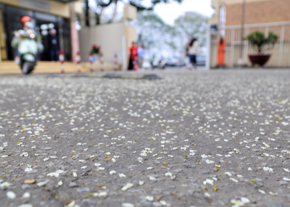 Những cánh hoa sưa rụng trắng một góc phố. (Ảnh: Tuấn Đức/TTXVN)