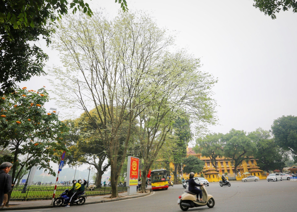 Hoa sưa nở trắng muốt trên phố Điện Biên Phủ. (Ảnh: Tuấn Đức/TTXVN)