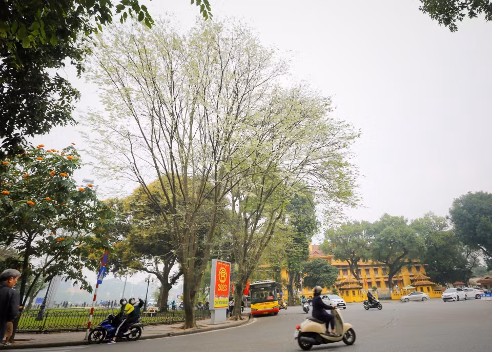 Hoa sưa nở trắng muốt trên phố Điện Biên Phủ. (Ảnh: Tuấn Đức/TTXVN)
