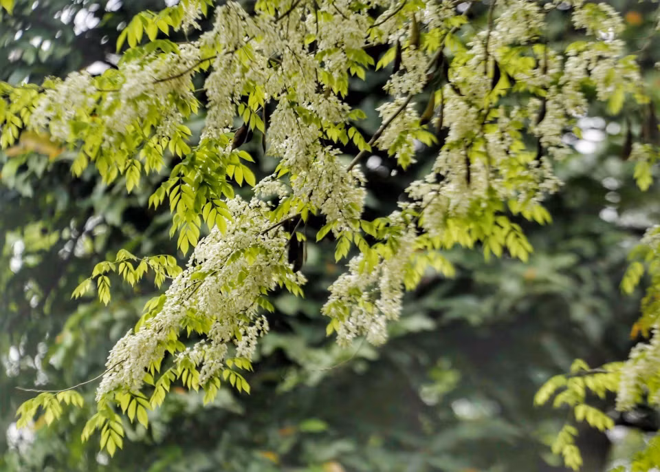 Những cánh hoa sưa mỏng manh đua nhau bung nở trắng trời Thủ đô. (Ảnh: Tuấn Đức/TTXVN)