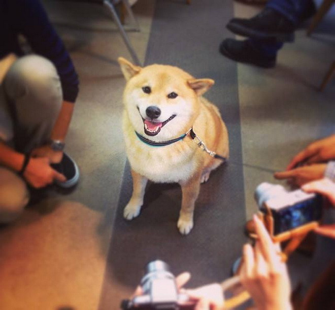 Chú chó Maru Taro có hơn 2 triệu người theo dõi trên Instagram. (Nguồn: CCTV) 