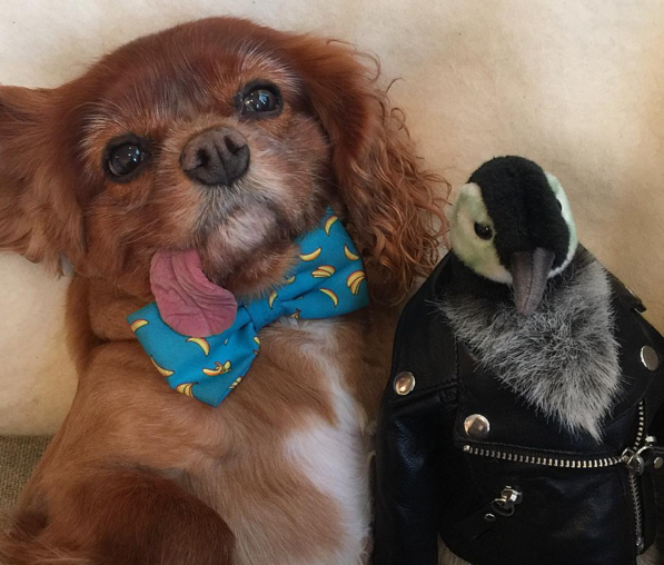 Chú chó Toast đã thu hút được sự theo dõi của 322.000 người trên Instagram. (Nguồn: CCTV) 