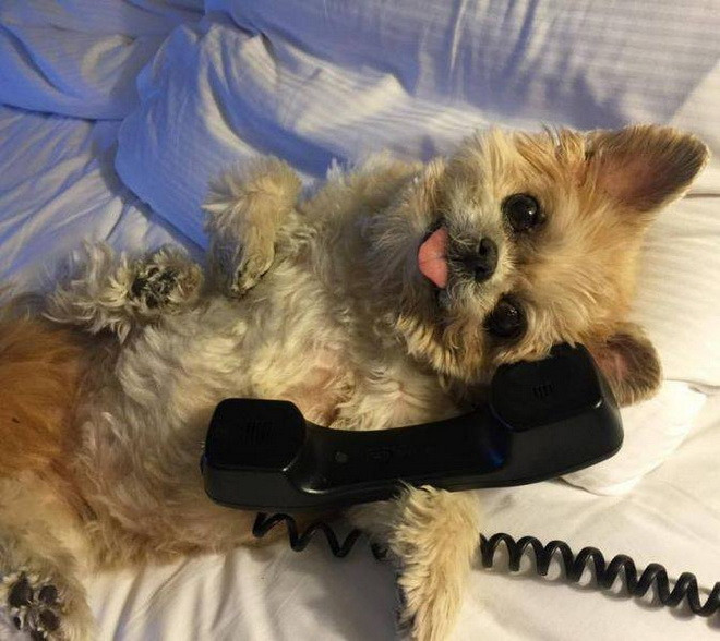 Chú chó này có hơn 1 triệu người theo dõi trên Instagram. (Nguồn: CCTV) 