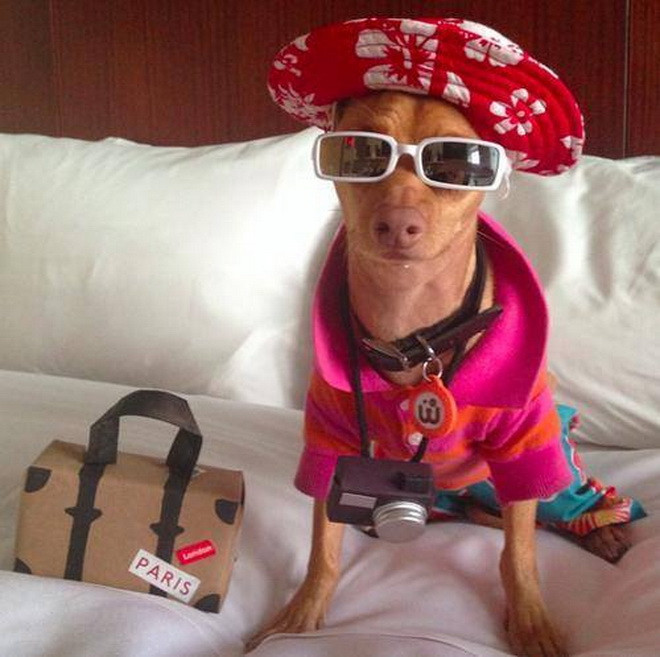 Chú chó lai giữa chihuahua và dachshundhiện đang có hơn 1,2 triệu người theo dõi trên Instagram. (Nguồn: CCTV) 