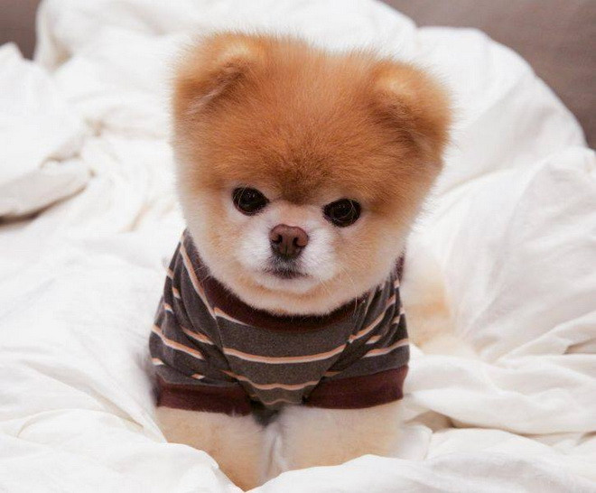 Trang Facebook của chú chó Boo hiện có hơn 17 triệu người thích. (Nguồn: CCTV)