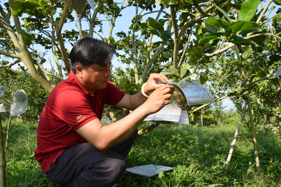 Mỗi quả bưởi tạo hình, khắc chữ đều phải được che kín để tránh bị rám nắng. (Ảnh: Nhựt An/TTXVN)