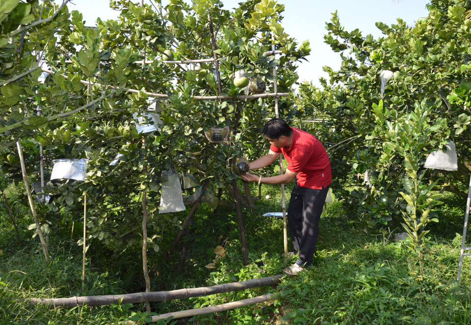 Anh Nguyễn Văn Hoàng chăm sóc vườn bưởi tạo hình, khắc chữ phục vụ thị trường Tết Nguyên đán Nhâm Dần 2022. (Ảnh: Nhựt An/TTXVN)