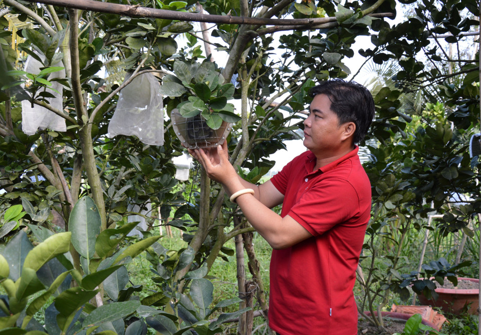 Năm nay, anh Nguyễn Văn Hoàng ở xã Vĩnh Thạnh, huyện Lấp Vò, tỉnh Đồng Tháp chuẩn bị 350 cặp bưởi tạo hình, khắc chữ như hình thỏi vàng, giọt nước, hồ lô và chữ tài, lộc. (Ảnh: Nhựt An/TTXVN)