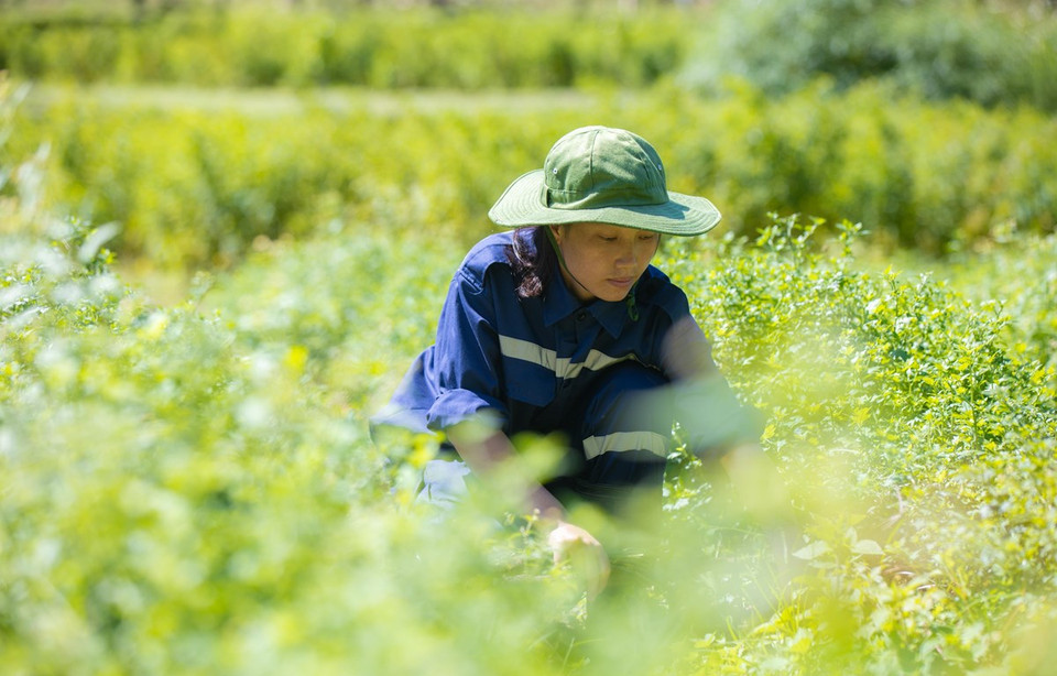 Tập đoàn TH đã canh tác nhiều loại thảo dược đạt các tiêu chuẩn hữu cơ châu Âu, Mỹ và Việt Nam. Các trang trại dược liệu TH tại Nghĩa Đàn, Yên Thành hay Mường Lống, Na Ngoi (Nghệ An) với các thảo dược hữu cơ như gấc, lạc tiên, rau má… cùng nhiều thảo dược quý khác là nguồn nguyên liệu an toàn cho các sản phẩm trà, đồ uống, dược phẩm TH. (Ảnh: PV/Vietnam+) 