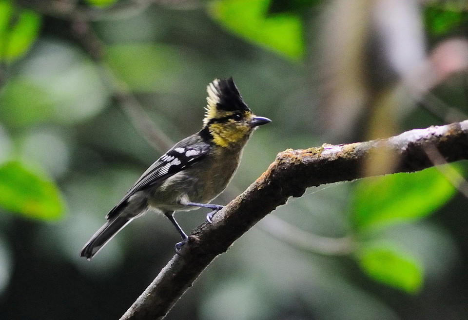 Chim Bạc má mào sinh sống trong Khu bảo tồn thiên nhiên Tà Đùng. (Ảnh: Dương Giang/TTXVN)