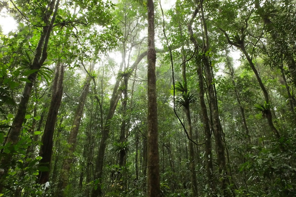 Lớp thảm thực vật rừng rộng lớn tạo điều kiện cho các loài động vật sinh sống và phát triển. (Ảnh: Dương Giang/TTXVN)