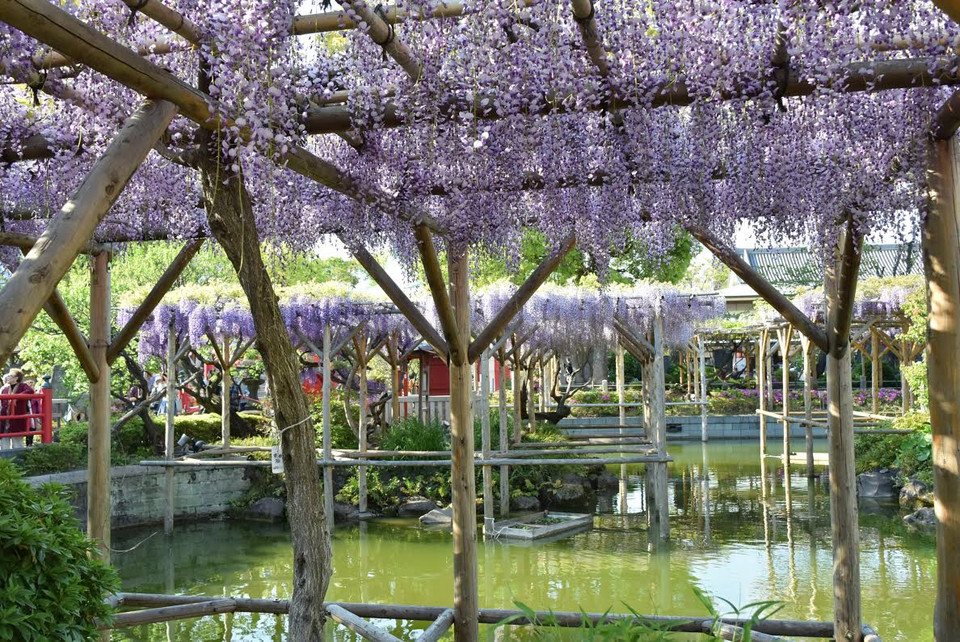 Bên dưới giàn hoa tử đằng tại đền Kameido Tenjin (Tokyo) là hồ nước xanh ngắt và cây cầu đỏ.(Ảnh: Nguyễn Tuyến/Vietnam+)