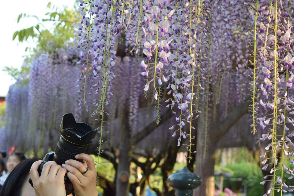 (Ảnh: Nguyễn Tuyến/Vietnam+)