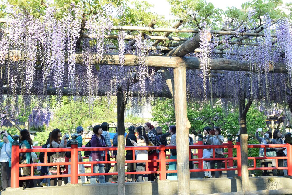 Tại thủ đô Tokyo, đền Kameido Tenjin là một trong những địa điểm nổi tiếng để ngắm hoa tử đằng. (Ảnh: Nguyễn Tuyến/Vietnam+)