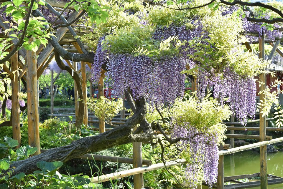 Hoa tử đằng trong tiếng Nhật gọi là Fuji, là thân cây gỗ nhưng cành rất khẳng khiu. (Ảnh: Nguyễn Tuyến/Vietnam+)