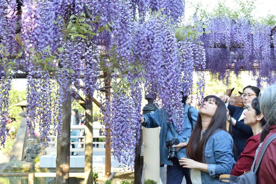 Mỗi độ Xuân về, trên khắp đất nước Nhật Bản bừng lên sức sống với nhiều loài hoa tuyệt đẹp nở rộ khắp nơi. (Ảnh: Nguyễn Tuyến/Vietnam+)