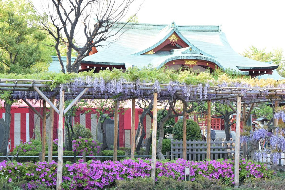 Đền Kameido Tenjin (Tokyo) có 15 giàn hoa tử đằng và hơn 100 giống loại. (Ảnh: Nguyễn Tuyến/Vietnam+)