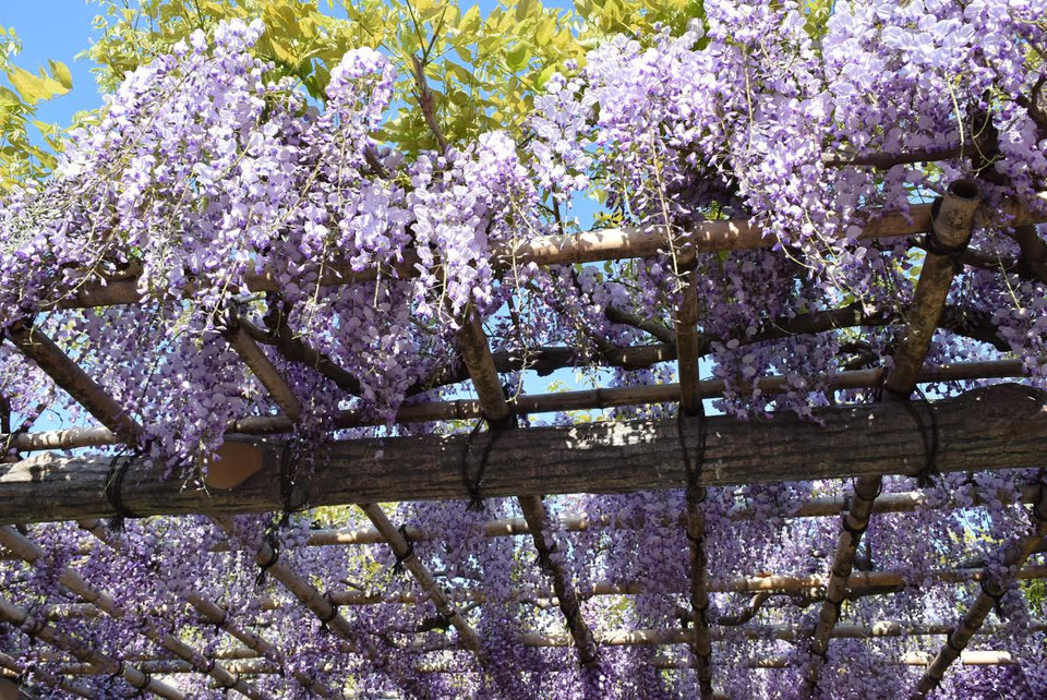 Phải có giàn chắc chắn để đỡ cành cây. (Ảnh: Nguyễn Tuyến/Vietnam+)