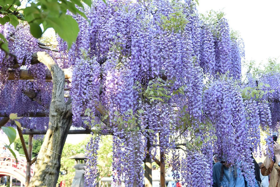 Sau sắc màu rực rỡ của hoa anh đào, hoa tuylip, Xứ sở Mặt trời mọc lại được phủ sắc tím lộng lẫy của các giàn hoa tử đằng từ cuối tháng 4 đến giữa tháng 5.(Ảnh: Nguyễn Tuyến/Vietnam+)
