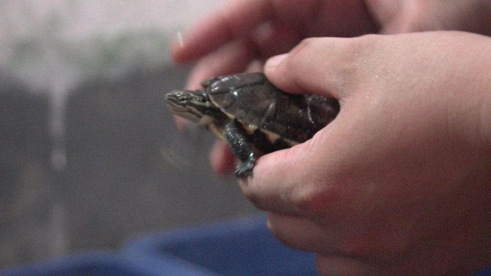 Bà Sally Jewell nâng niu cá thể rùa. (Ảnh: Tùng Lâm/Vietnam+)