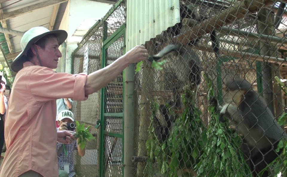 Bà Sally Jewell cho các cá thể linh trưởng ăn lá rừng. (Ảnh: Tùng Lâm/Vietnam+)