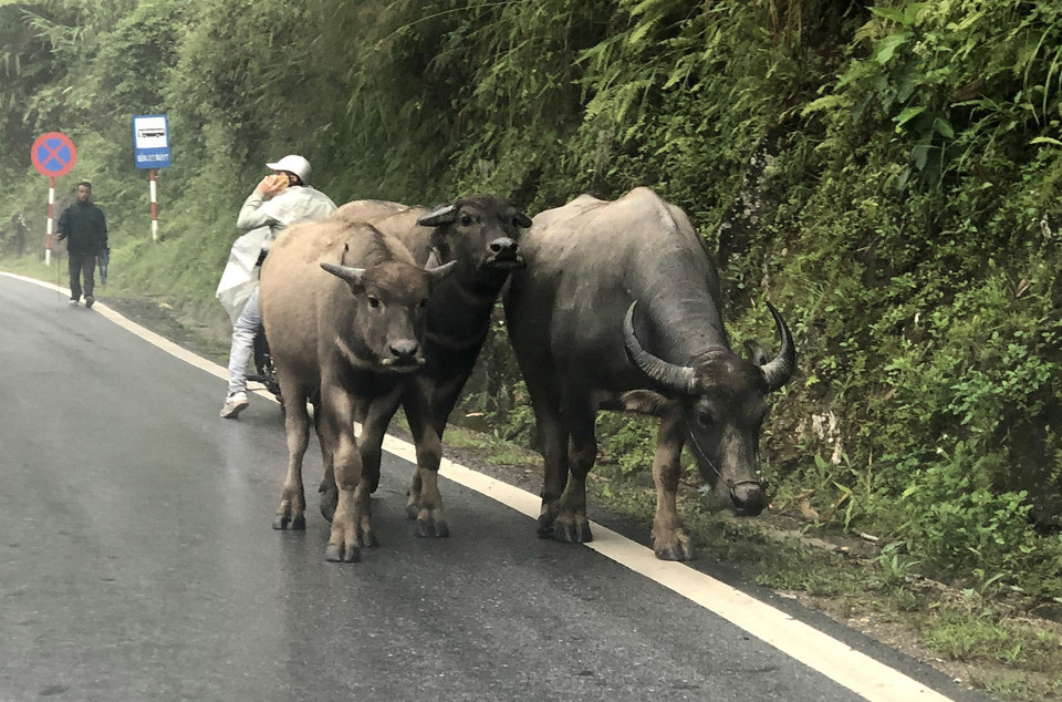 Người dân đưa trâu bò xuống vùng thấp tránh rét. (Ảnh: Quốc Khánh/TTXVN)