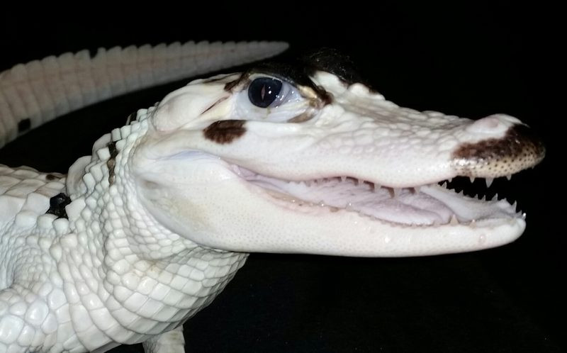 Rất nhiều du khách đổ tới ACF để được tận mắt thấy hai con cá sấu. (Nguồn: Caters News Agency)