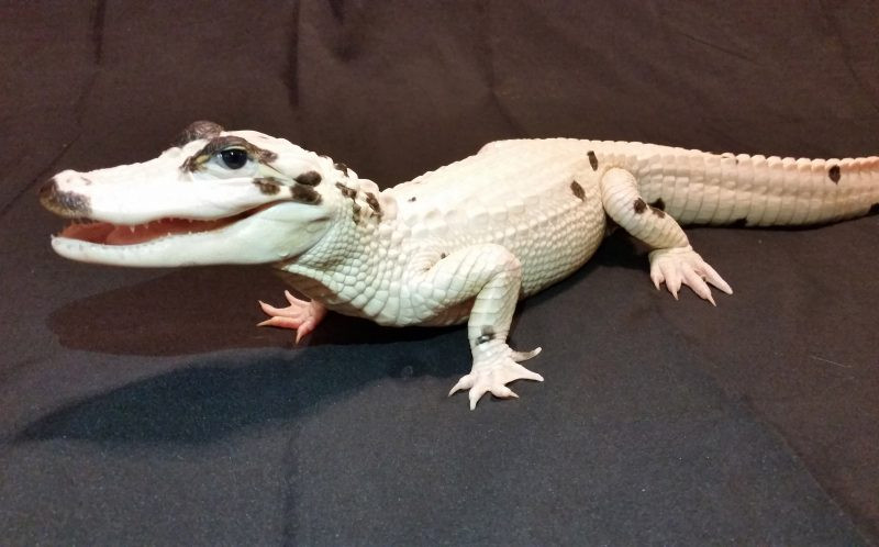 Sức khỏe của hai con cá sấu hoàn toàn bình thường. (Nguồn: Caters News Agency)