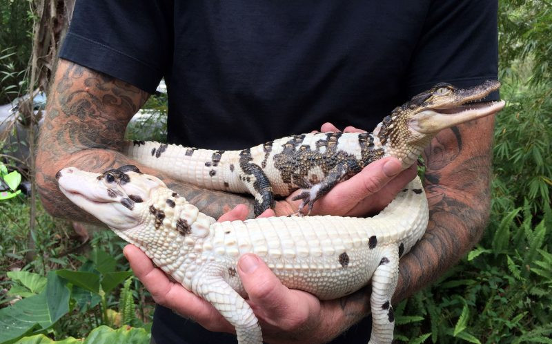 Theo đó, một con cá sấu bạch tạng và một con cá sấu khoang quý hiếm đã chào đời trong sự bất ngờ của các nhân viên ACF. (Nguồn: Caters News Agency)