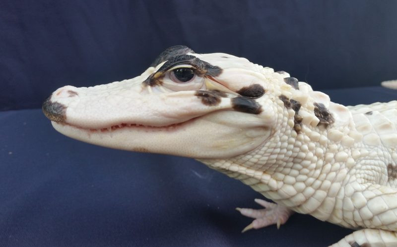 Con cá sấu bạch tạng trên là một trong 11 con cá sấu bạch tạng được phát hiện trên toàn thế giới. (Nguồn: Caters News Agency)