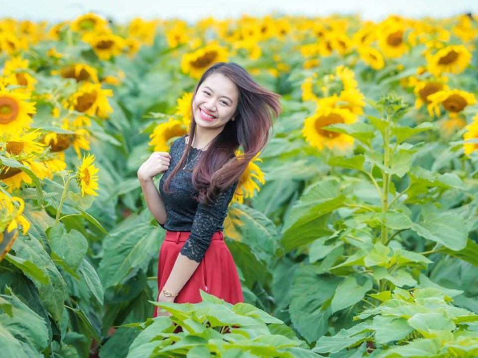 Thiếu nữ rạng ngời giữa cánh đồng "hoa Mặt Trời". (Ảnh: Mai Huyền/Vietnam+)