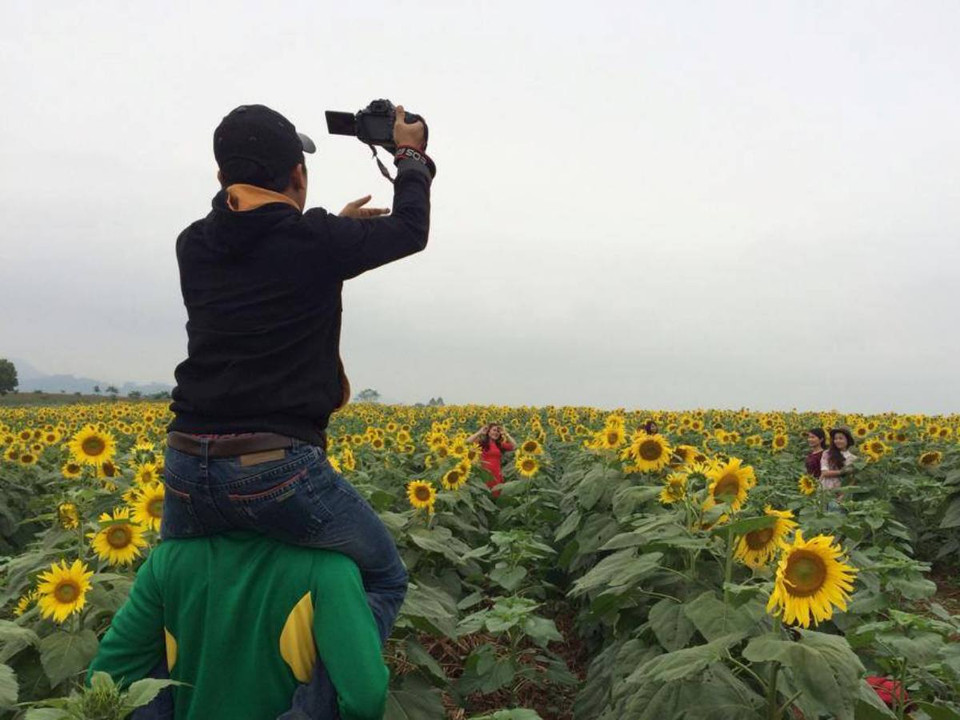 Cánh đồng hoa hướng dương trở thành điểm chụp ảnh lãng mạn của giới trẻ xứ Nghệ. (Ảnh: Mai Huyền/Vietnam+)