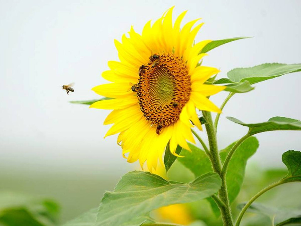 Cánh đồng "hoa Mặt Trời" rộng khoảng 50ha được trồng tại vùng đồi núi cao Phủ Quỳ, huyện Nghĩa Đàn, tỉnh Nghệ An. (Ảnh: Mai Huyền)