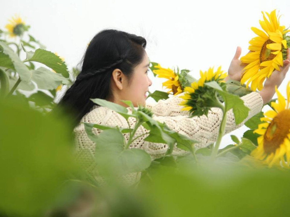 Hoa hướng dương, hay còn được ví von là "hoa Mặt Trời," loài hoa mang ý nghĩa hoài bão, khát vọng của tuổi trẻ. (Ảnh: Mai Huyền/Vietnam+)