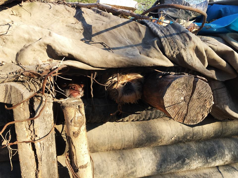 Tuy nhiên, nhiều con chó đã không thể qua khỏi khi trải qua mùa Đông lạnh lẽo. (Nguồn: CCTV)